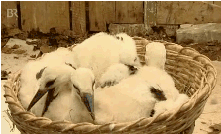 Image: Wassertrüdinger Storchenjungen leben sich in Ellwangen ein