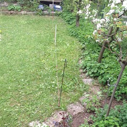 Image:Es kündigt sich was an in unserem Garten