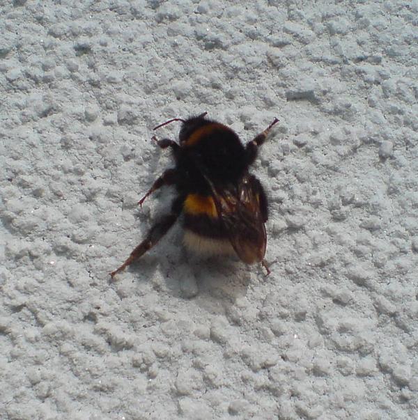 03-31 erste_Hummel01