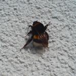 03-31 erste_Hummel01