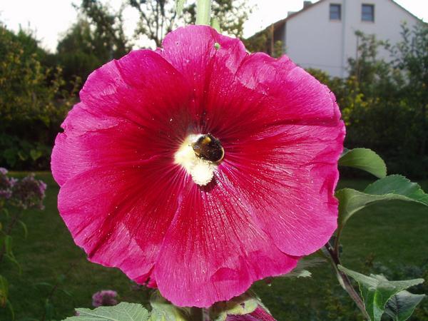 Stockrosenblte mit Hummel