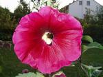 Stockrosenblüte mit Hummel