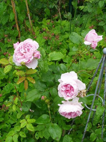 Cottage Rose