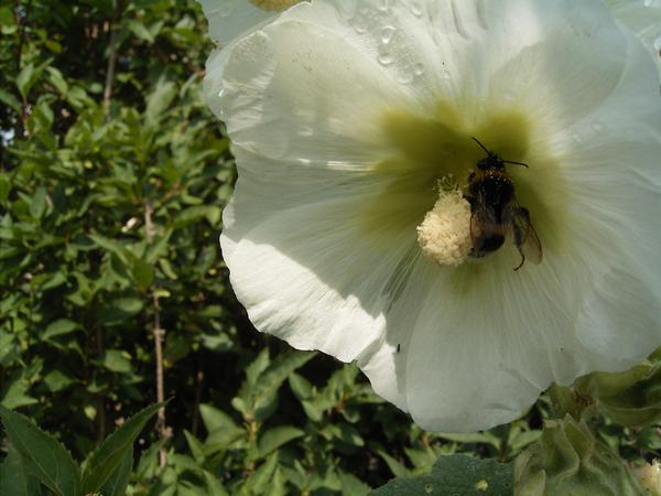 Stockrose mit Hummel