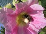 Stockrose mit Hummel