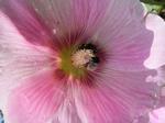 Stockrose mit Hummel (2)