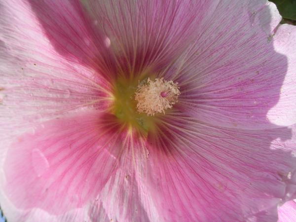 Stockrosenblte (rosa)