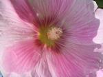 Stockrosenblte (rosa)