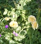 Golden Celebration (2)