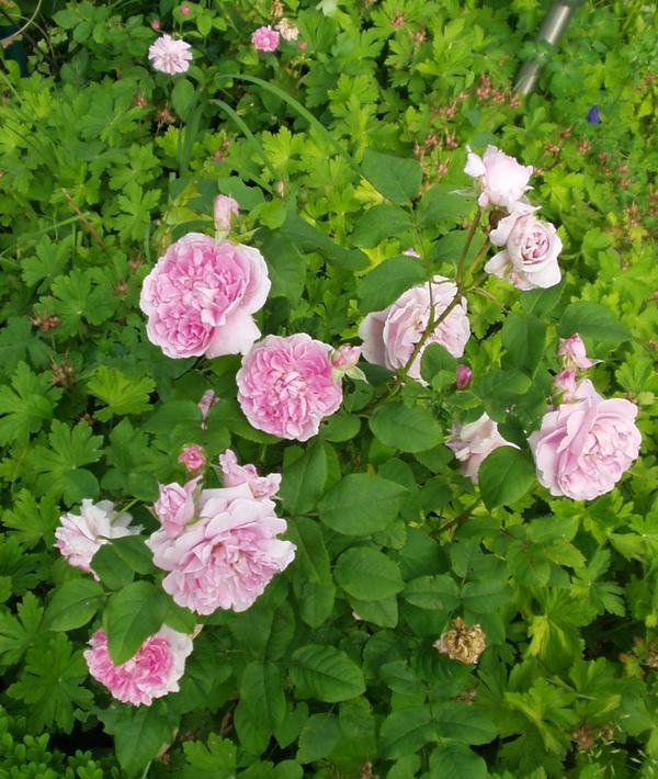 Cottage Rose (3)