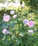 Cottage Rose (4)