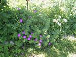 06-07 Storchenschnabel