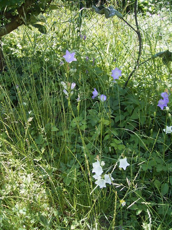 06-07 Glockenblumen 2