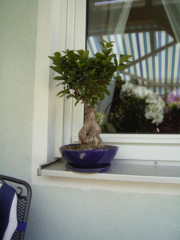 06-07 Bonsai ficus