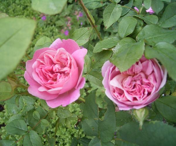 05-31 Gertrude Jekyll 1