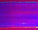 PP671 50x gerade