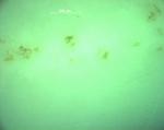 PET_GF30_geschliffen_1200K